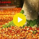 Autumn Leaves (이브 몽땅) - 정악대금 Eb + 가송삭스 F 이미지