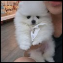 베베펫 천안 강아지분양 고양이분양 이미지