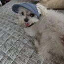 투썸플레이스서판교운중시티
