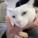 구름동물병원 이미지