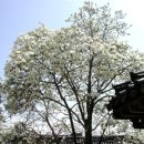 목련나무집 이미지