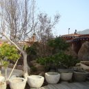 매화랜드 이미지