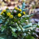 개쑥갓(Senecio vulgarity L.) 이미지