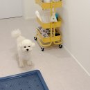 강아지랑고양이 | 반려동물 소변 냄새 제거 강아지 고양이 탈취제 사용 후기