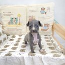 강아지분양 꽃강아지 중랑점 이미지