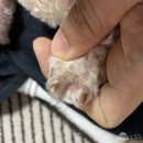 에이치메디칼 | 반려동물 상처 스프레이 에이치바이오메디칼(hbiomedical) 더마가드 키토펫S 지혈에 좋아요