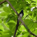 긴꼬리딱새(Japanese paradise flycatcher) 이미지