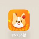 [경기도 양평] 애견동반 독채펜션 '댕댕별숲' 아이랑 가기 좋은 펜션, 계곡펜션 (A동 후기)