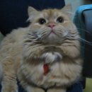 보보마마