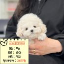 강아지책임분양 강아지분양가 『추가금xx 』 푸숑 말티푸 말티즈 말티폼 포메라니안 푸들 폼치 푸피츠 비숑프리제 골든리트리버 이미지