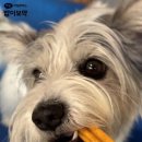 덴탈플러스 이미지