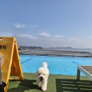 미스터와이 애견풀빌라 | 영흥도애견동반펜션 : 미스터와이 풀빌라 ♩ VIP 101호 반려견 동반 제트스파 오션뷰 잔디 테라스