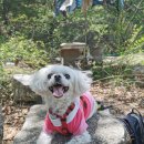 예삐애견 이미지