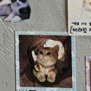 아가마미고양이카페 이미지