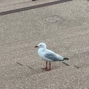 이집호스텔 | 식충이 워홀러가 되다