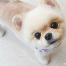 그루밍125 네이버블로그
