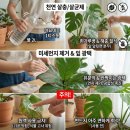 (봄맞이) 홈가드닝 이미지