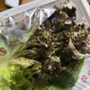 [포항/북구] 흥해 맛집 &#34;가장맛있는족발 흥해점&#34; 내돈내산 솔직후기