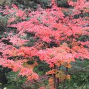 고요산책 Daum카페