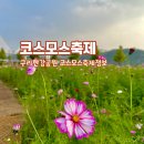 일반성면 구리정류소 앞 | 경기 구리 코스모스 축제 찾아가는 방법 먹거리존 포토존
