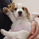 못된 강아지 이미지