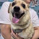 행운켄넬 이미지