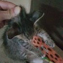 허동물병원 이미지