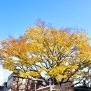 면목동 느티나무 이미지