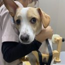 서울웰동물의료센터 이미지