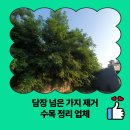 수동마을회관 | 담장 넘은 가지 제거 수목 정리 업체