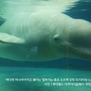 벨루가
