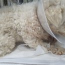 주동물병원 이미지