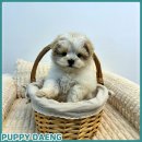 강아지와 고양이 | 여주고양이무료분양 새 가족 맞이 과정 정리