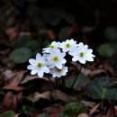 안다랜드 이미지