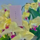 살롱루시드 이미지