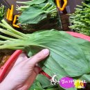 평택항팔팔인력개발 | 울릉도산 산마늘 장아찌 명이나물 장아찌 누구나 실패하지 않고 만들 수 있어요.