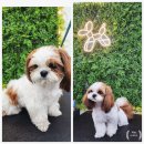 제주 이쁘냥 고양이미용실 | 제주애견미용실 제주도 강아지 미용 추천