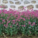 명성중기 이미지