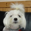 엘피스팜(주) | 강아지 입욕제 추천, 펫케어솝 엘피스 라만스파