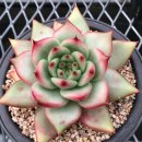 그레타가르보( Echeveria agavoides ‘Greta Garbo’ 이미지