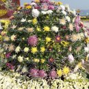 마산가고파 국화축제장 이미지