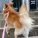 궁댕이 애견미용실 이미지