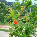 무지개삼성약국 이미지