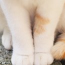 솜방망이 이미지