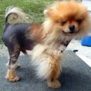 냉큼, 오레오 이미지