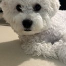 멍팔상팔