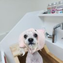 루이비숑 네이버블로그