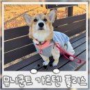 중형견 강아지 겨울옷 추천 뮤니쿤트 가르텐 플리스
