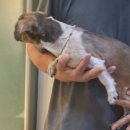 운정24시동물의료센터 이미지