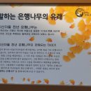 말하는 은행나무 이미지